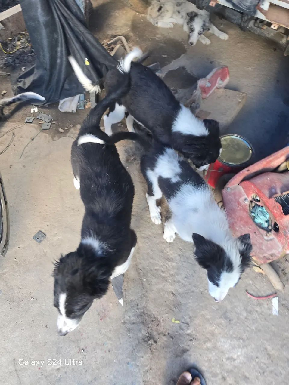 Dois filhotes de Border Collie - Foto 3