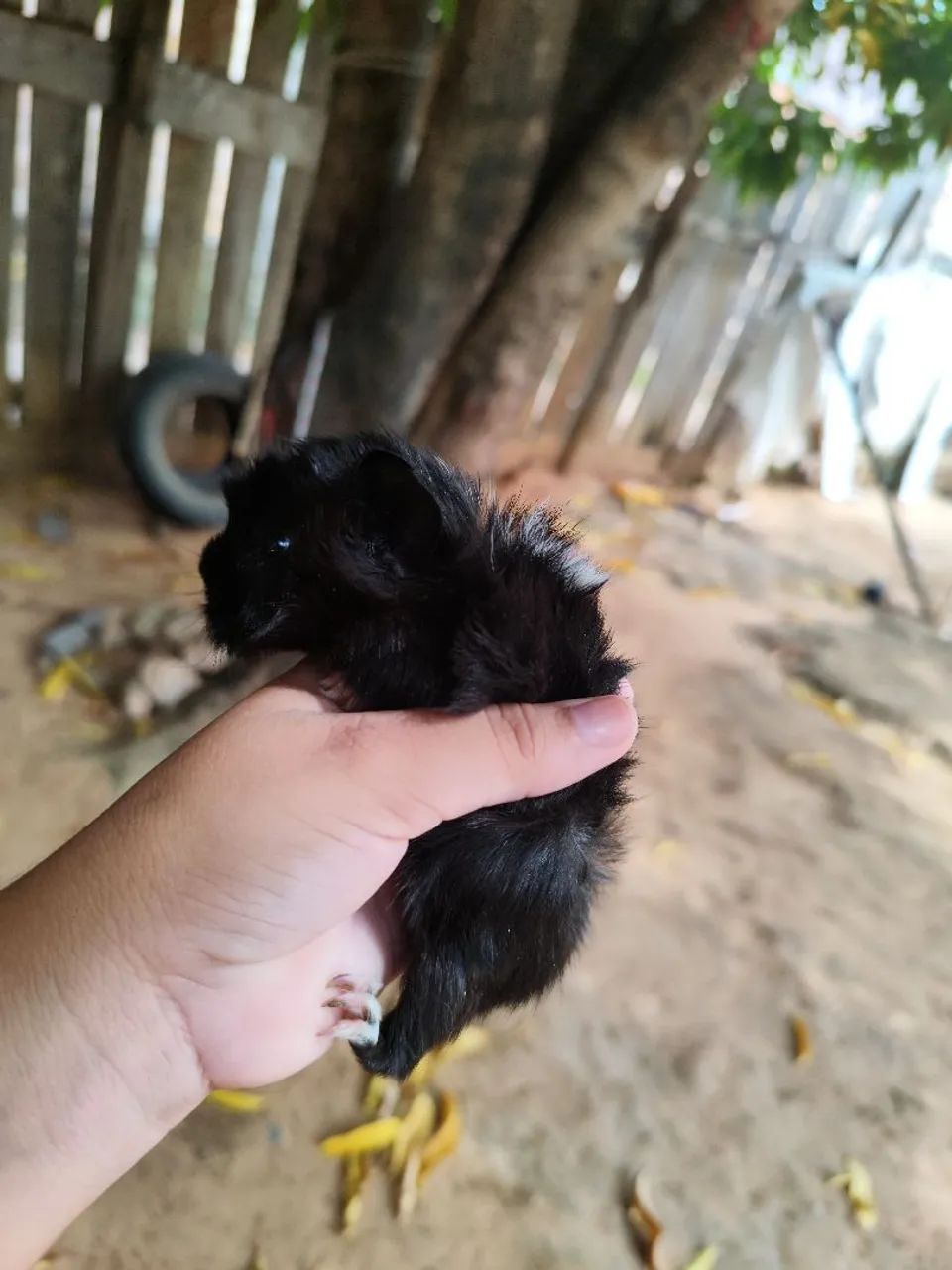 Porquinha da Índia - Foto 5