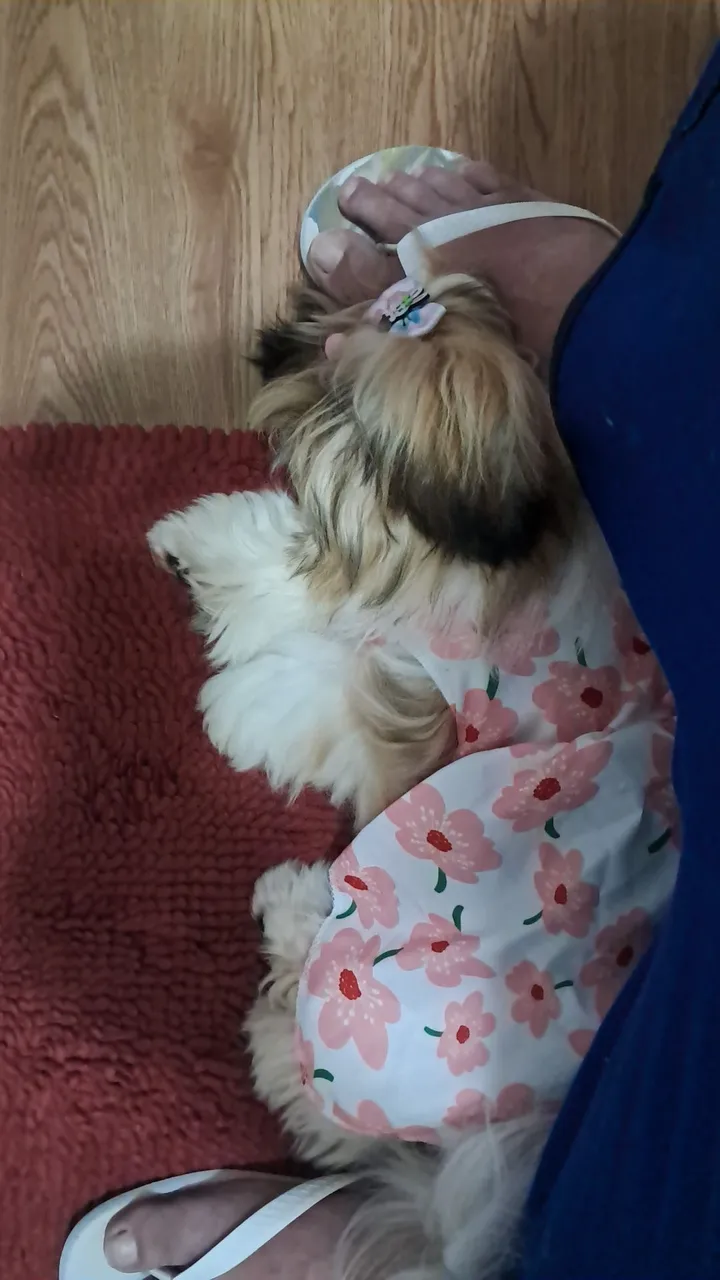 Shih Tzu fêmea em um vestido lindo