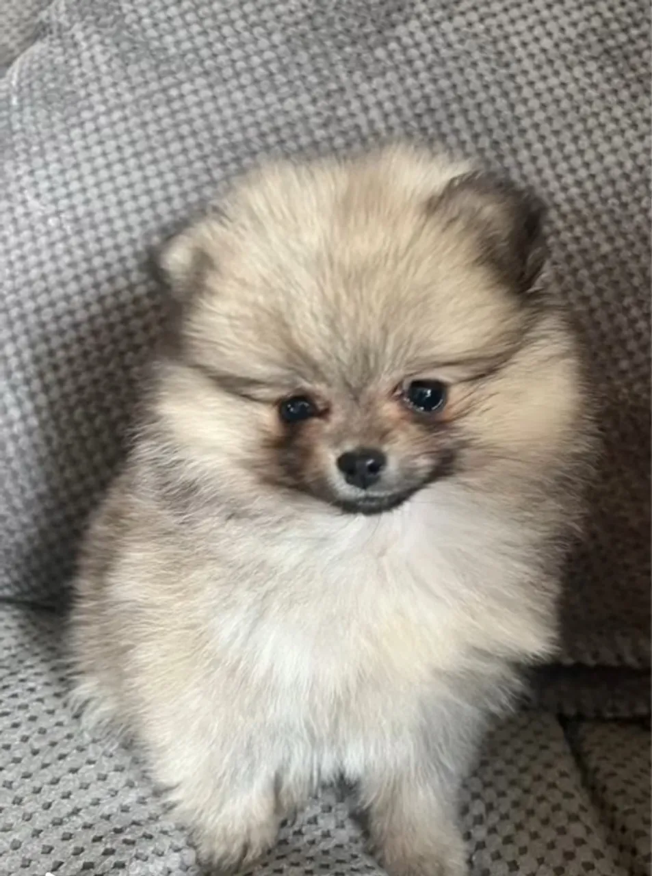 Lulu da pomerania não fêmea