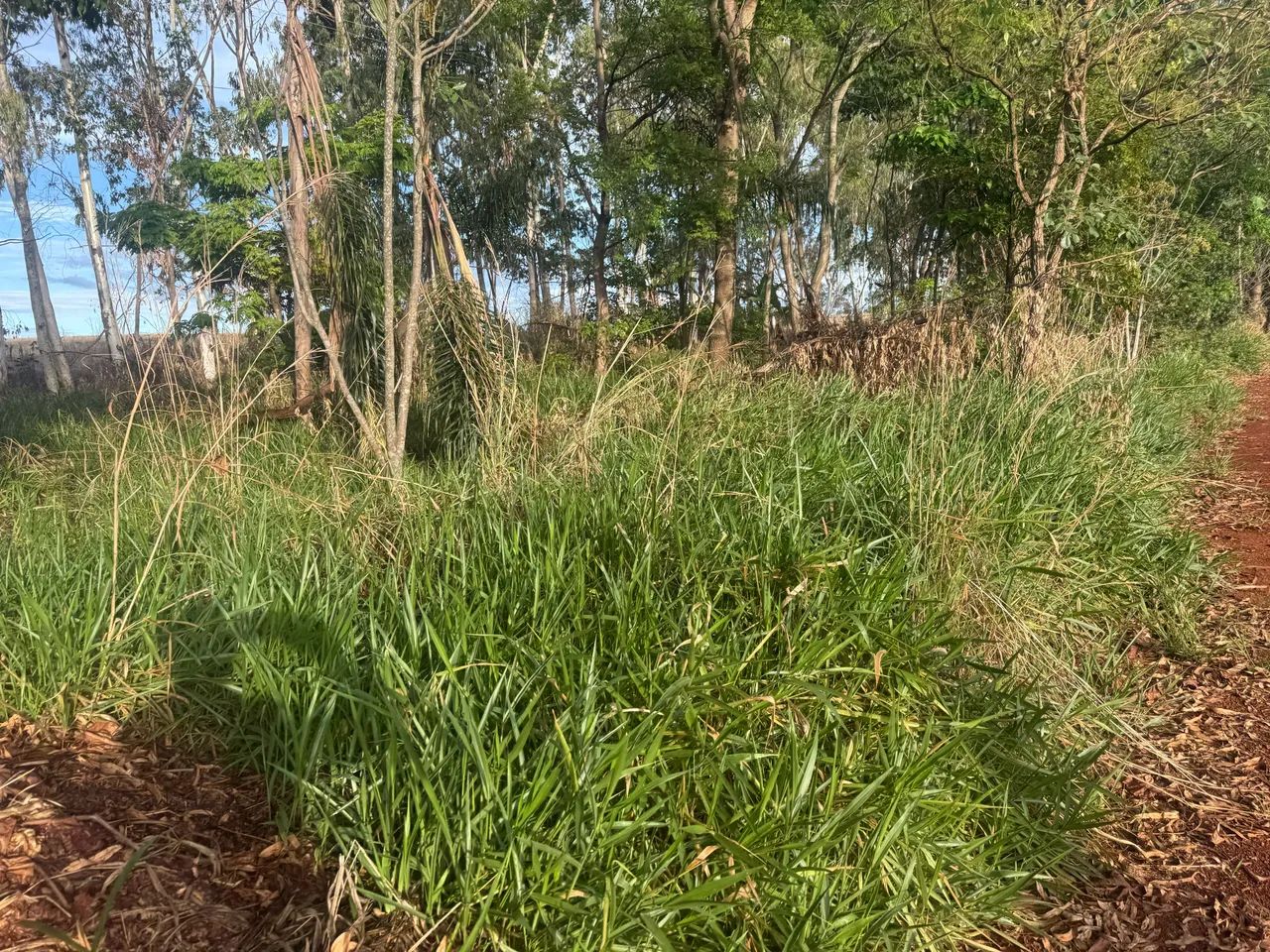Pasto para gado com terra para pranta milho também  - Foto 5
