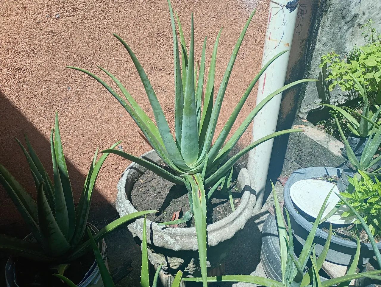 ALOE VERA 