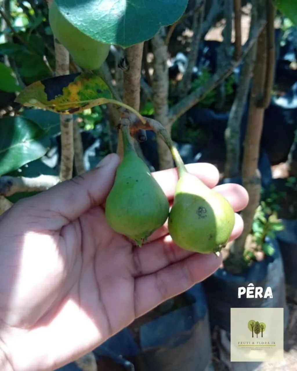 Mini árvores frutíferas para vaso ou solo ?