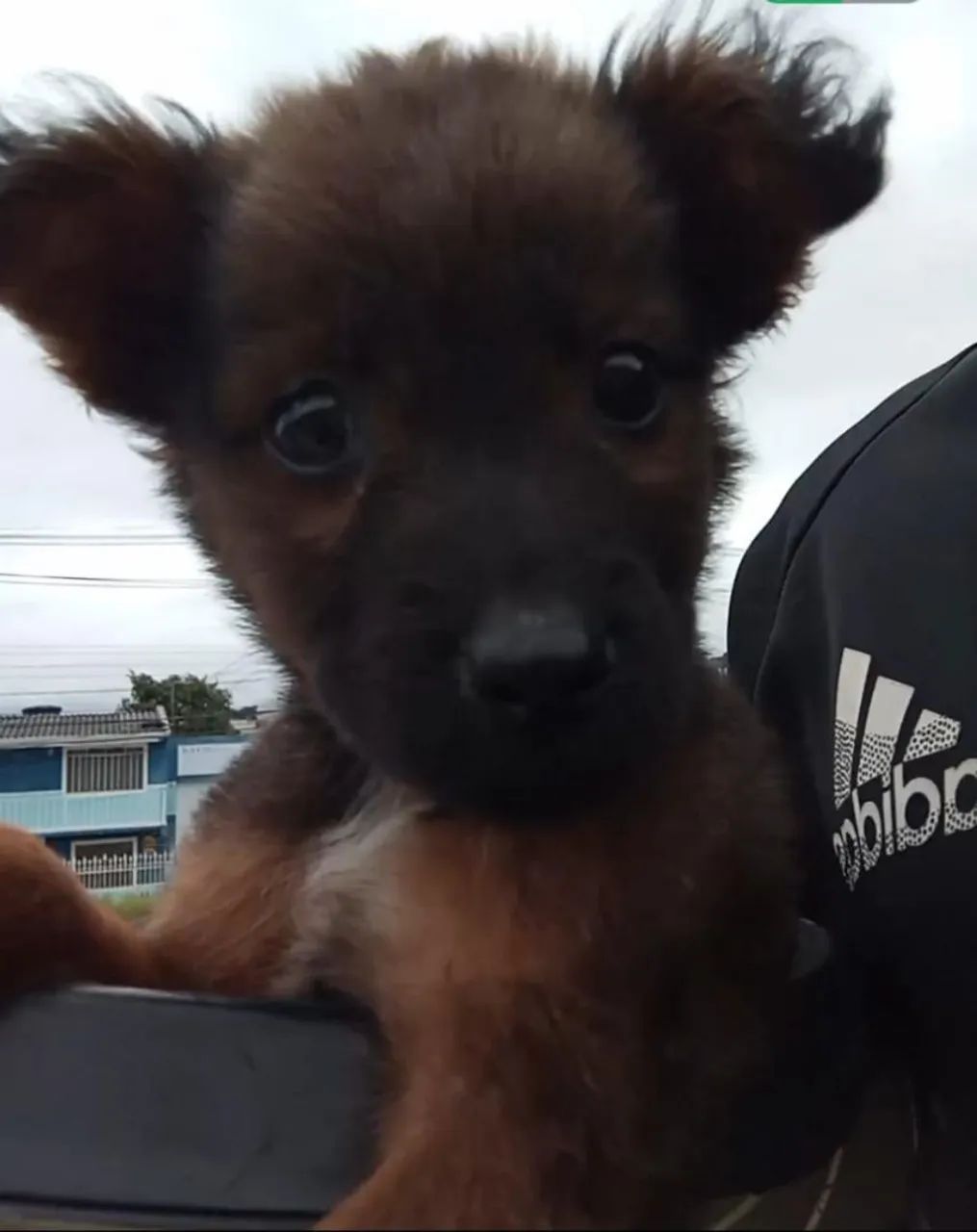 Doação de filhotinha  - Foto 2