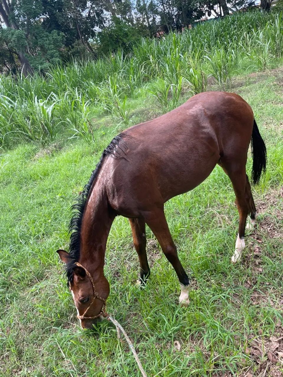 Potro quarto de milha  - Foto 2