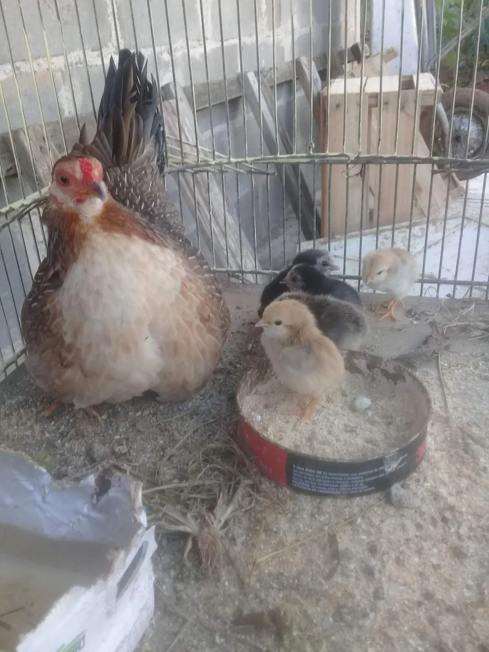 Galinha, galo e franguinhos 