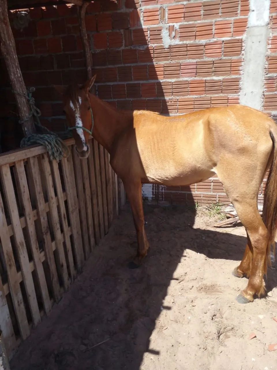 Égua 1,500$