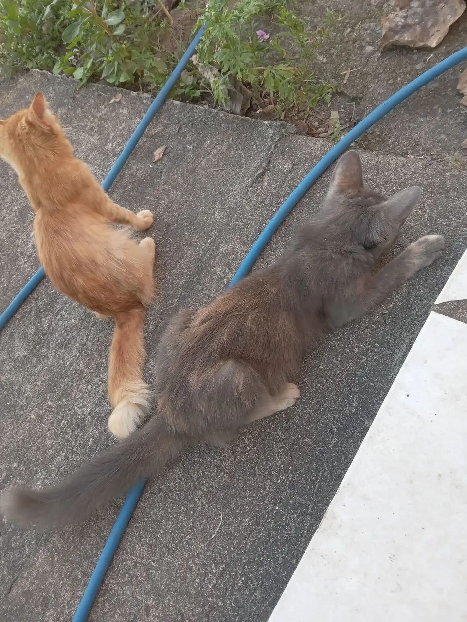 Doação de gatinhos  - Foto 3