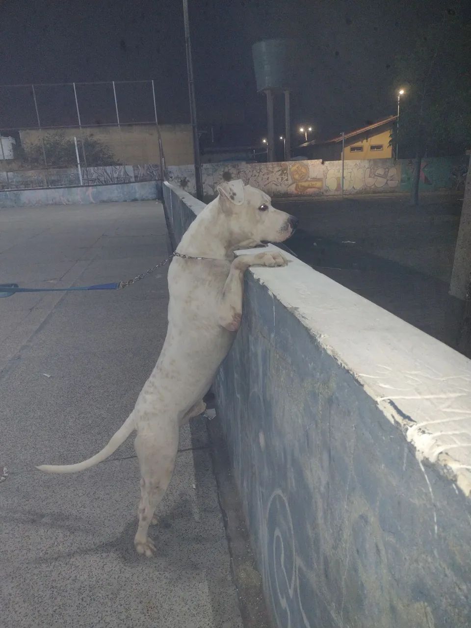 Pitbull - Foto 3