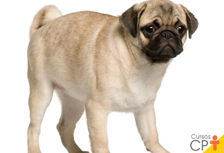 Cachorro ?