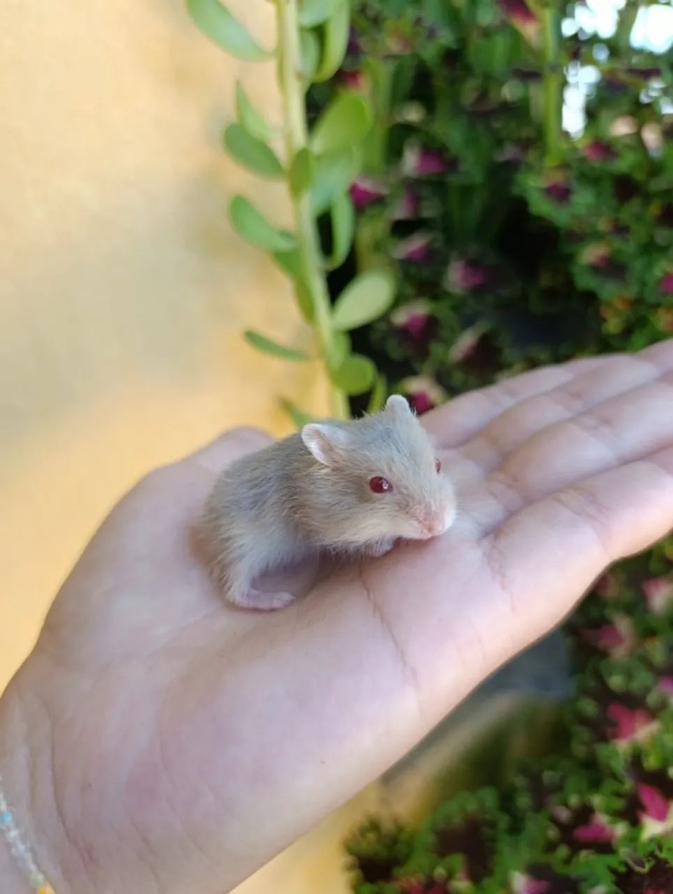 Filhotes de Hamsters Anão Russo 