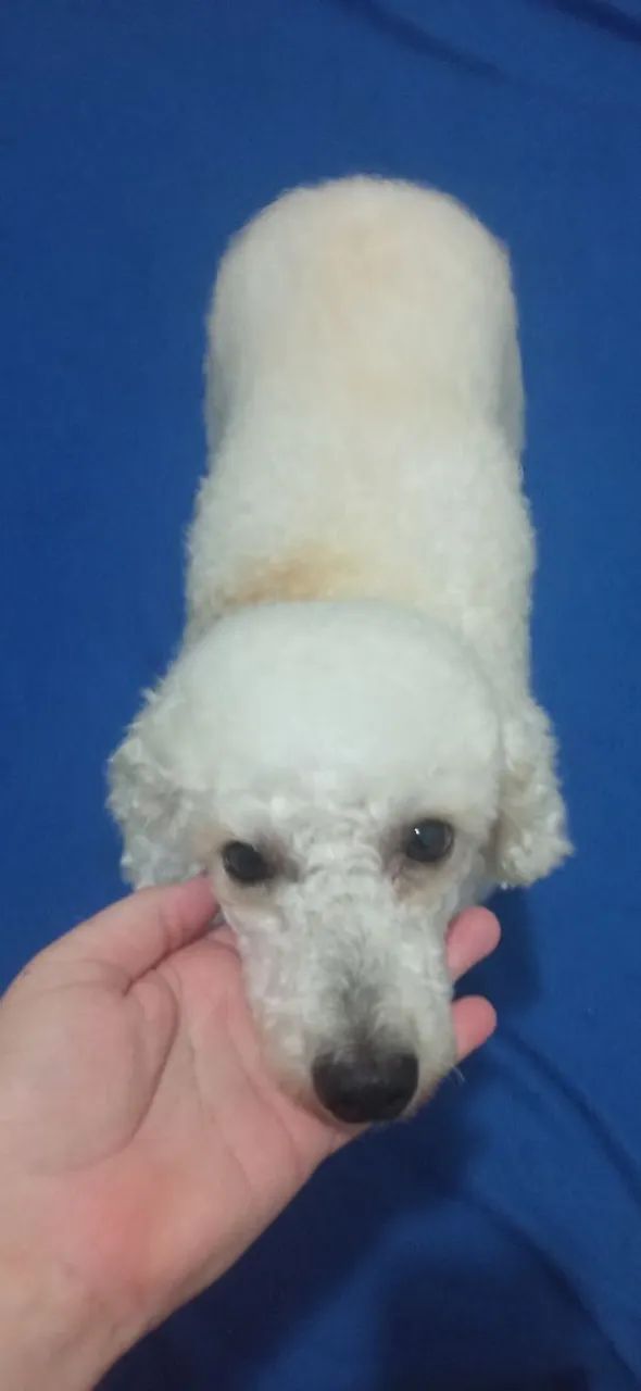 Poodle macho /cruza - Foto 4