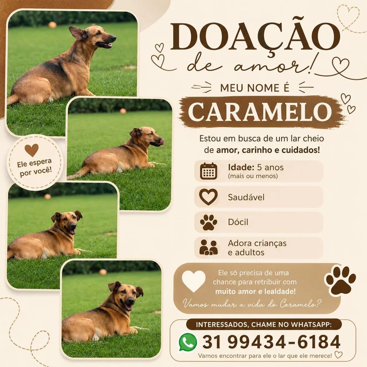 Doação Cachorro  - Foto 3