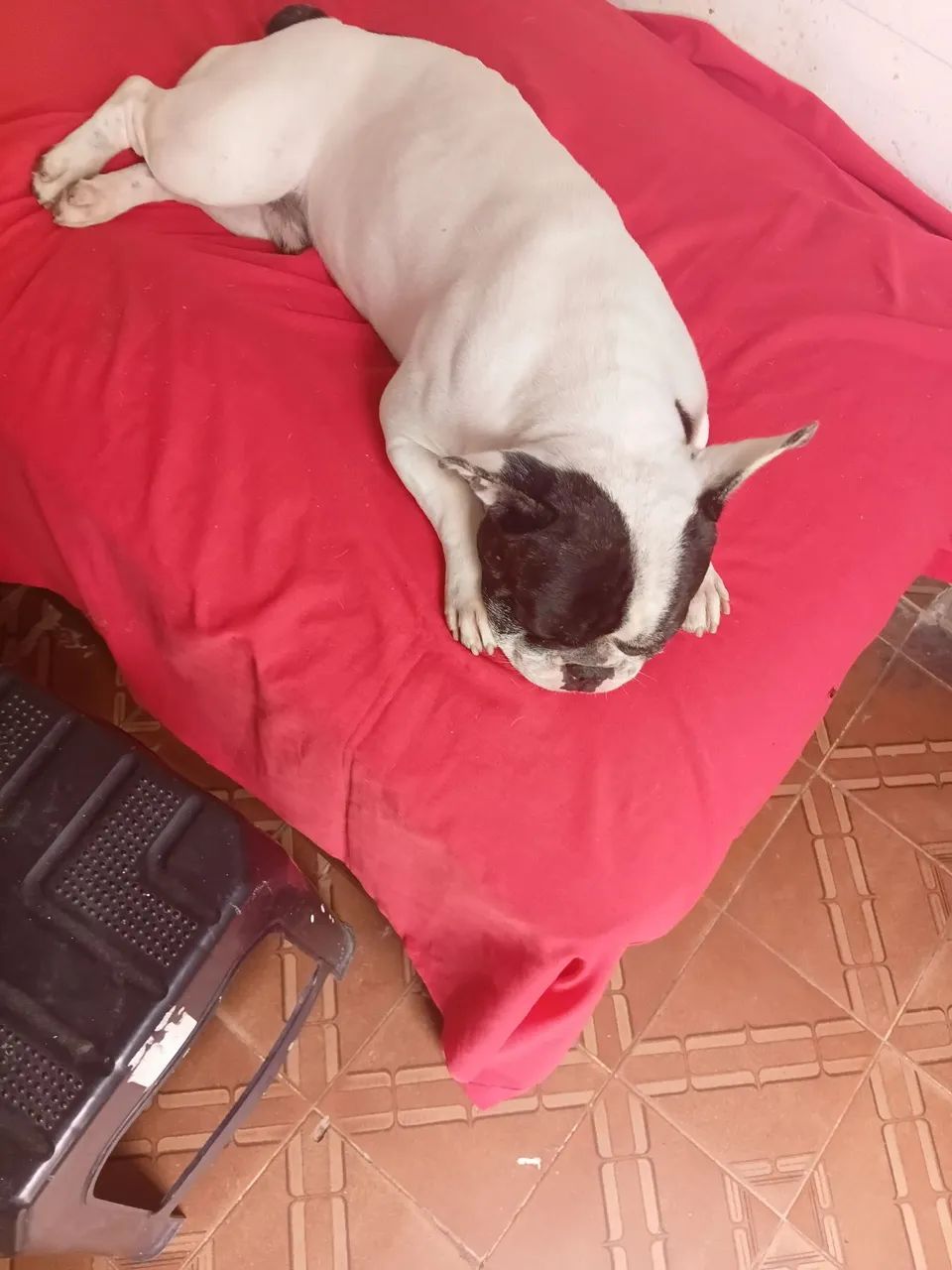Buldog francês  - Foto 5