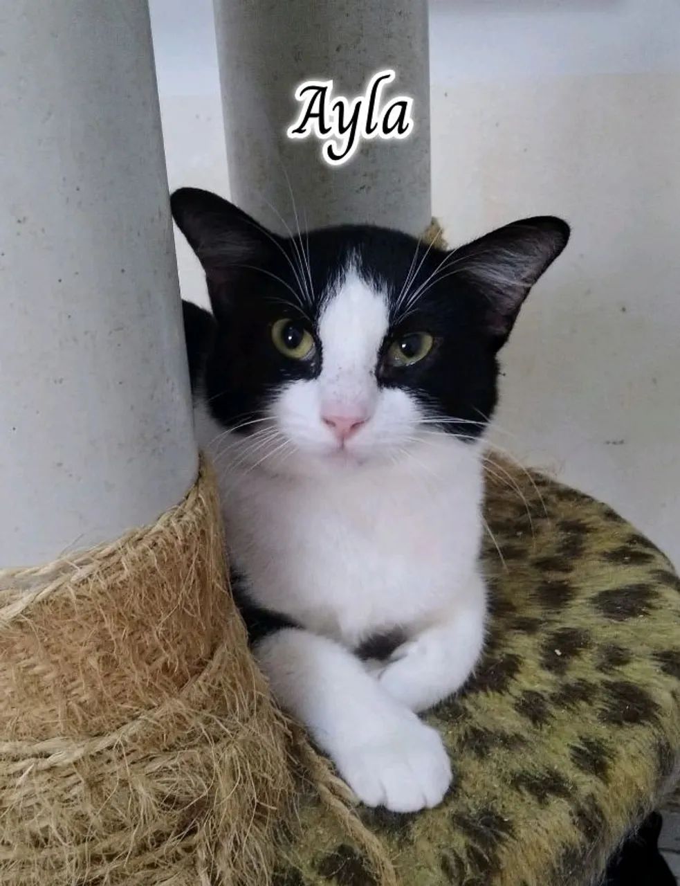 AYLA PARA ADOÇÃO  - Foto 6