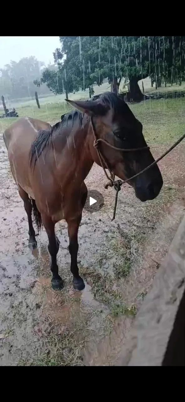 Cavalo manso  - Foto 2