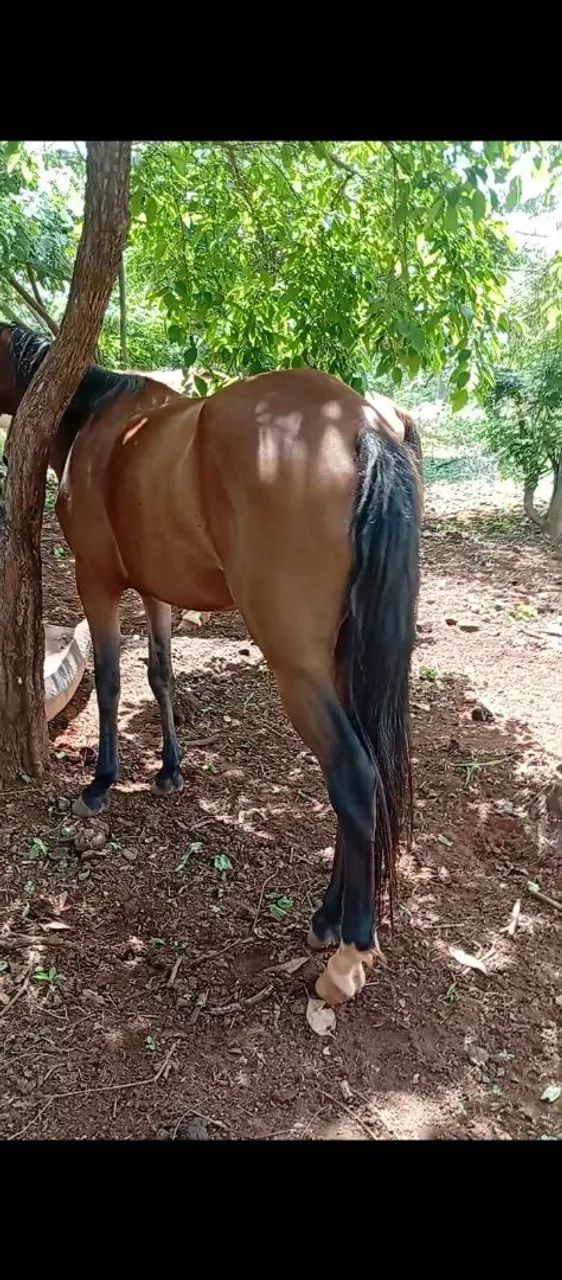 Poldra e Égua  - Foto 3