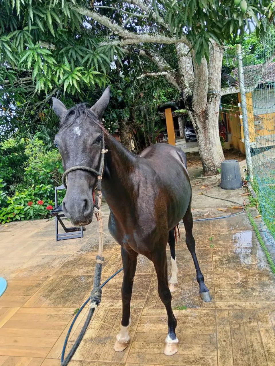 Vendo Porda Nova Mestiça  - Foto 2