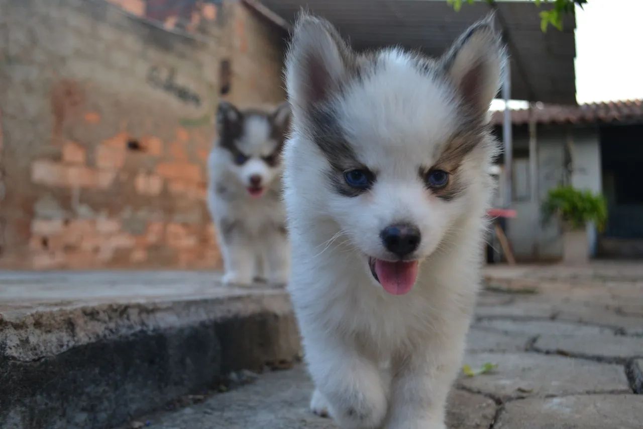 Pomsky  - Foto 5