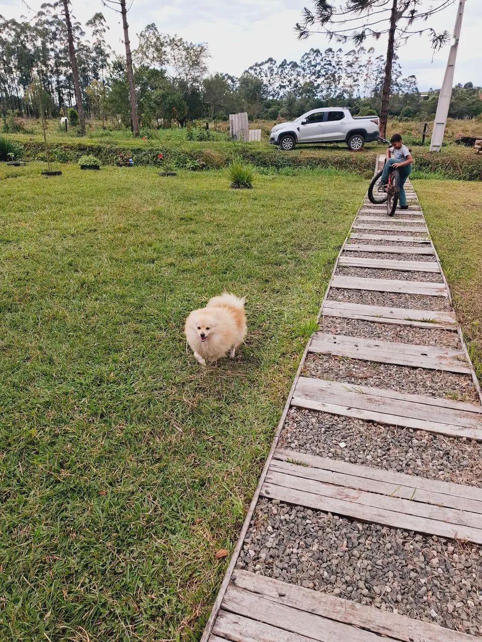 Vendo lulu da pomerania  otimo padreador  - Foto 2