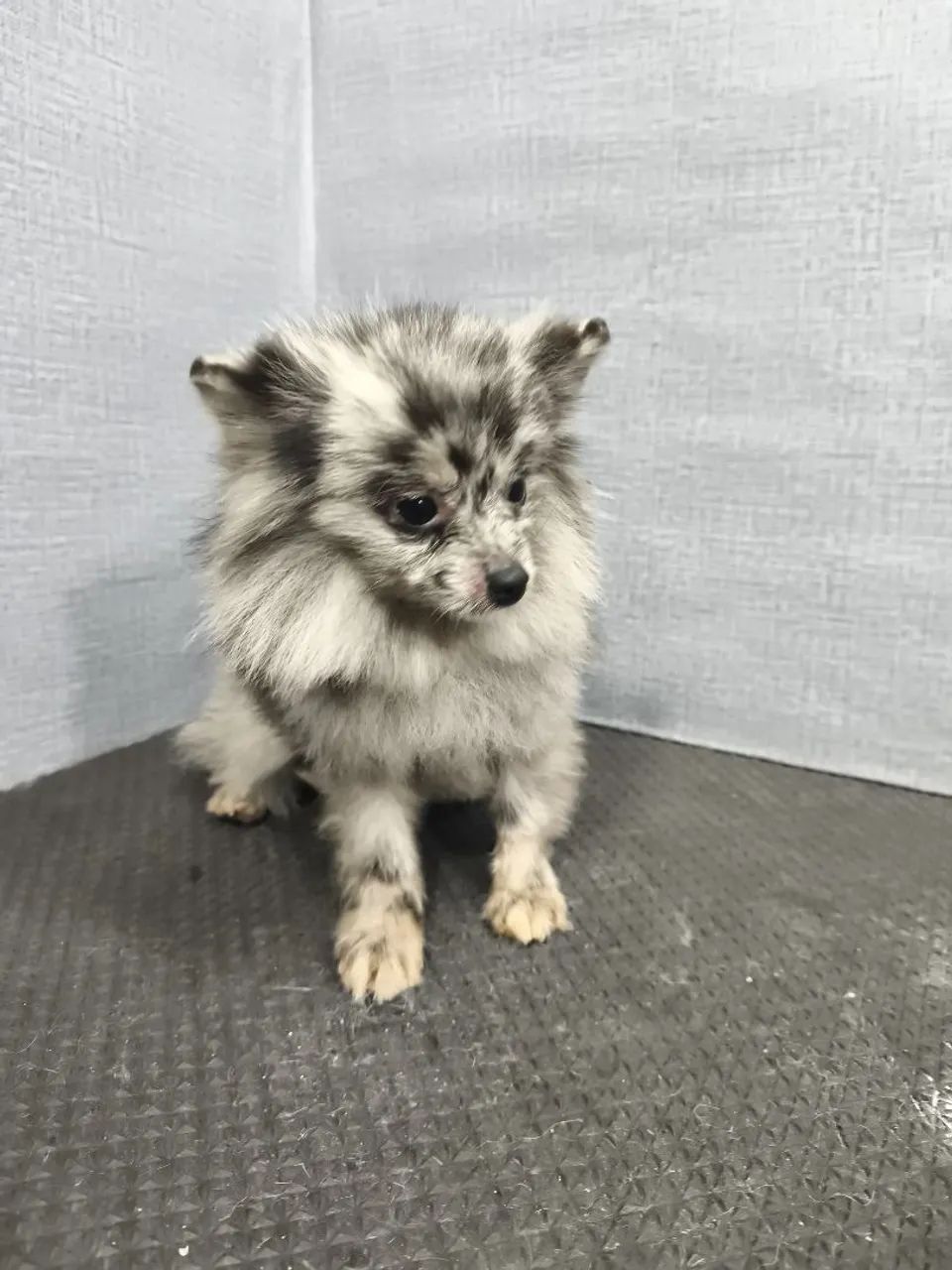 Spitz Merle macho, 1 ano - Foto 5