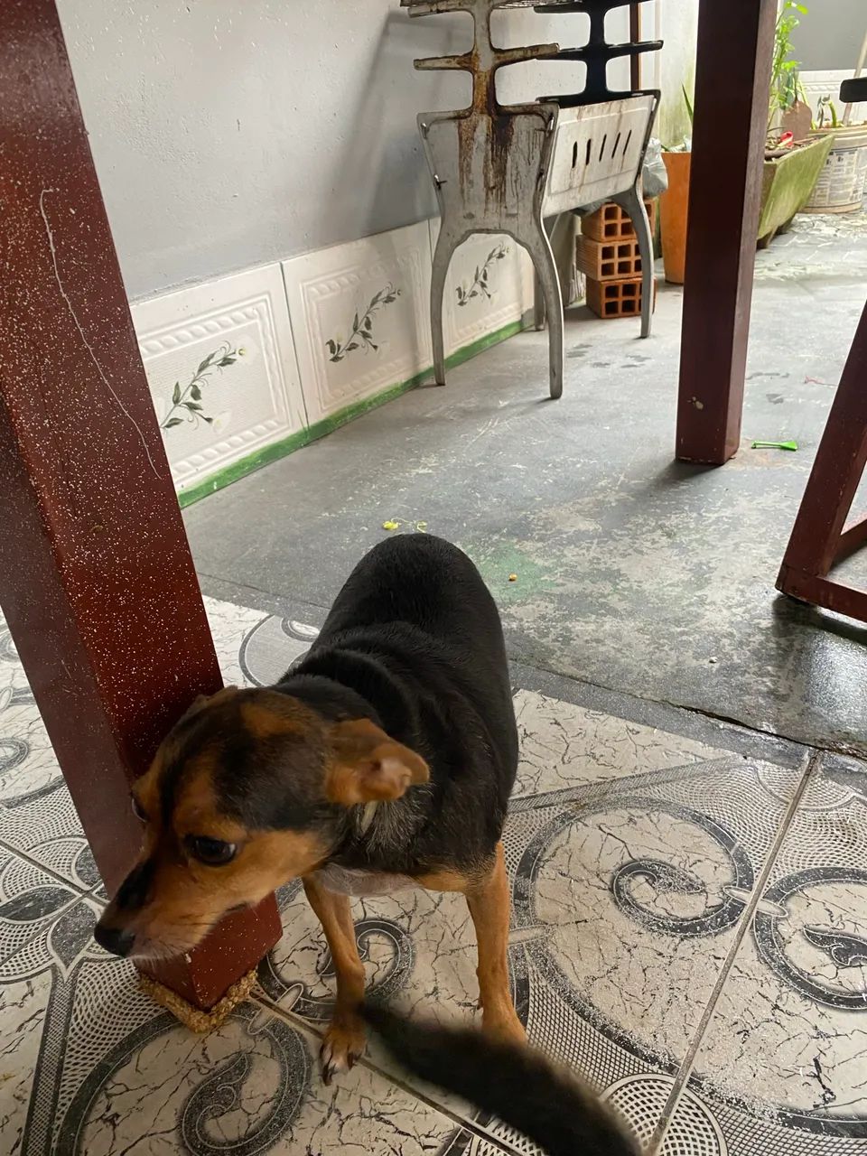 Pinscher fêmea adulta à venda. Lola, 4anos ? - Foto 4