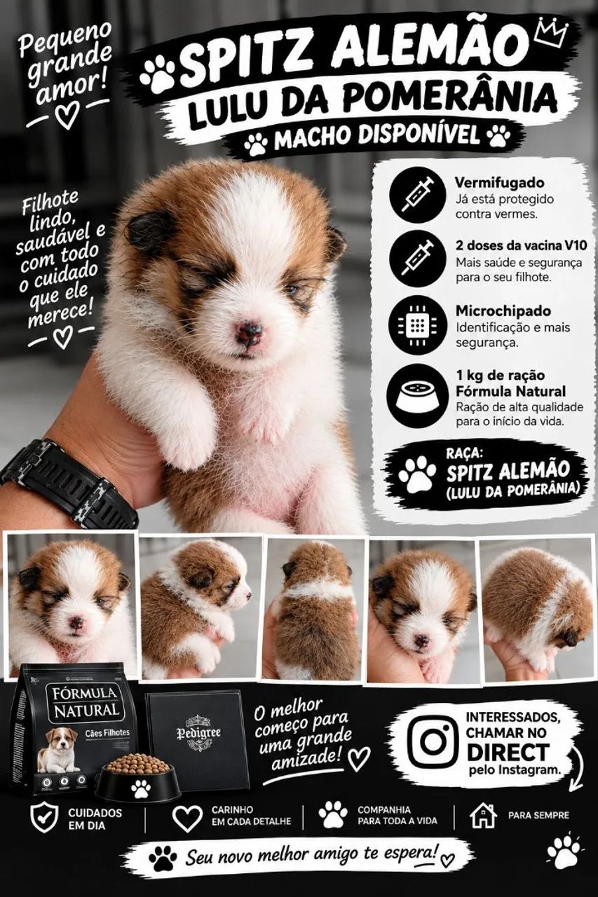Filhote Spitz alemão