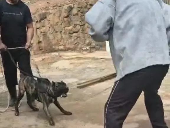 Cane Corso - Foto 2