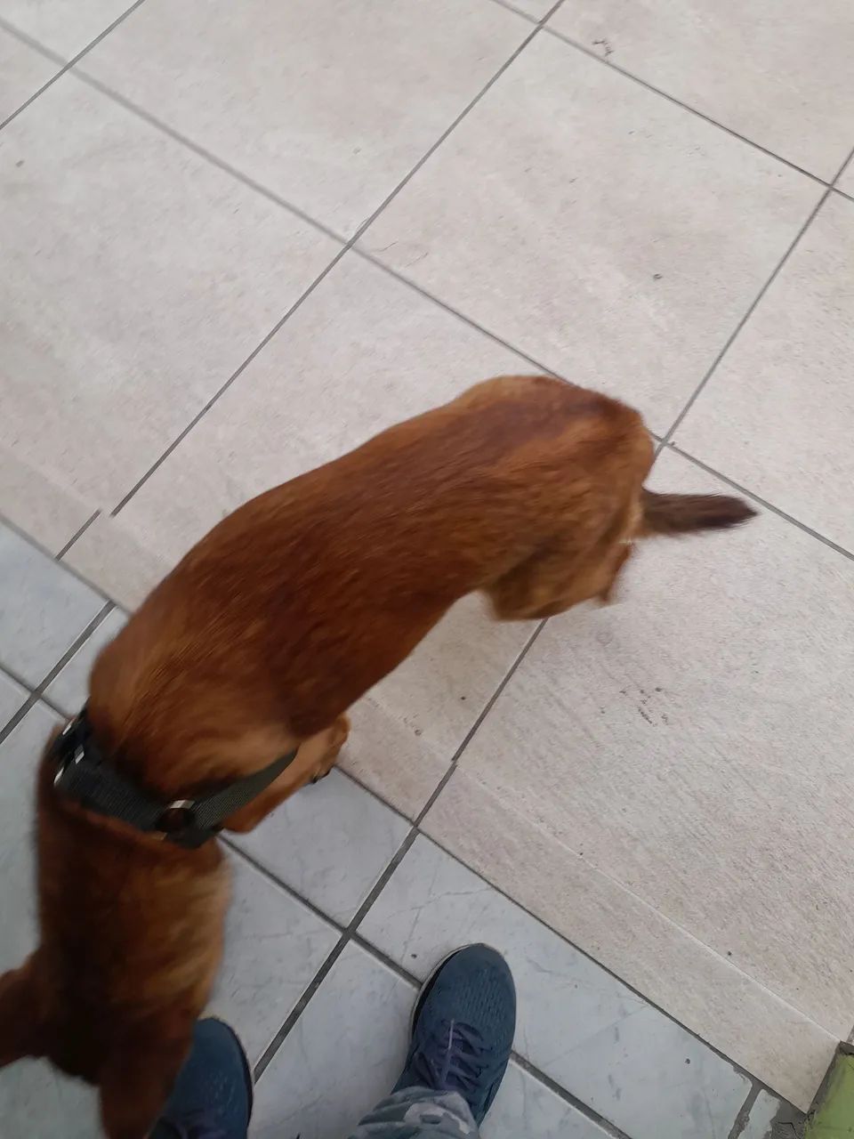 Doa se cadela 7 meses rnd.  - Foto 2
