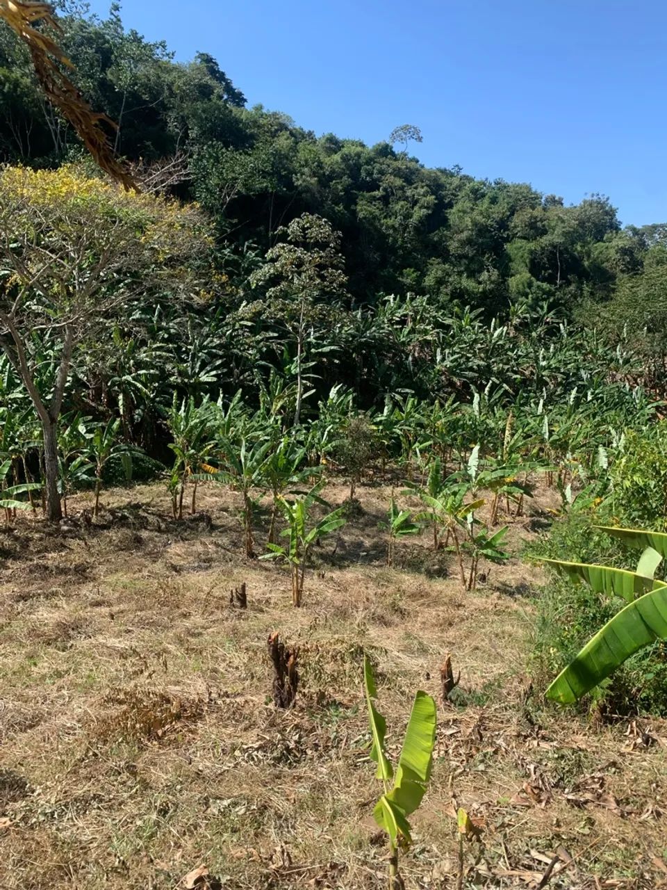 Terreno/Lote em Serra de Pacoti