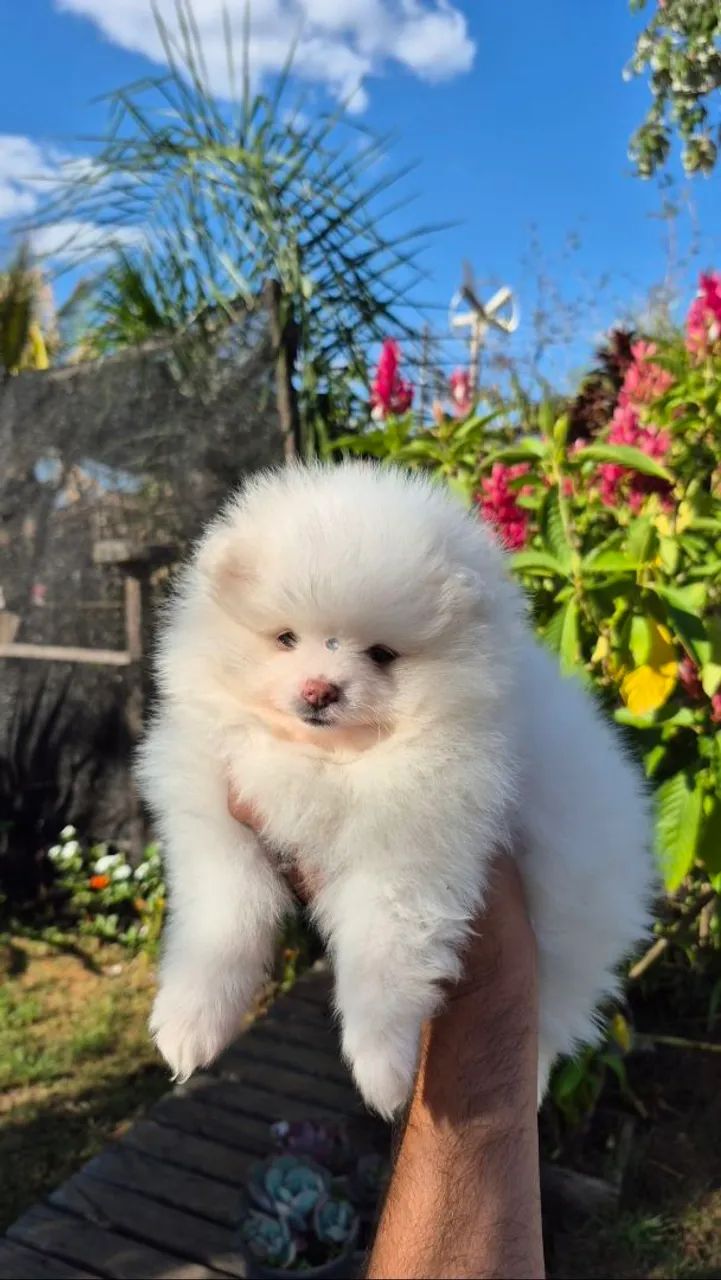 Spitz alemão 