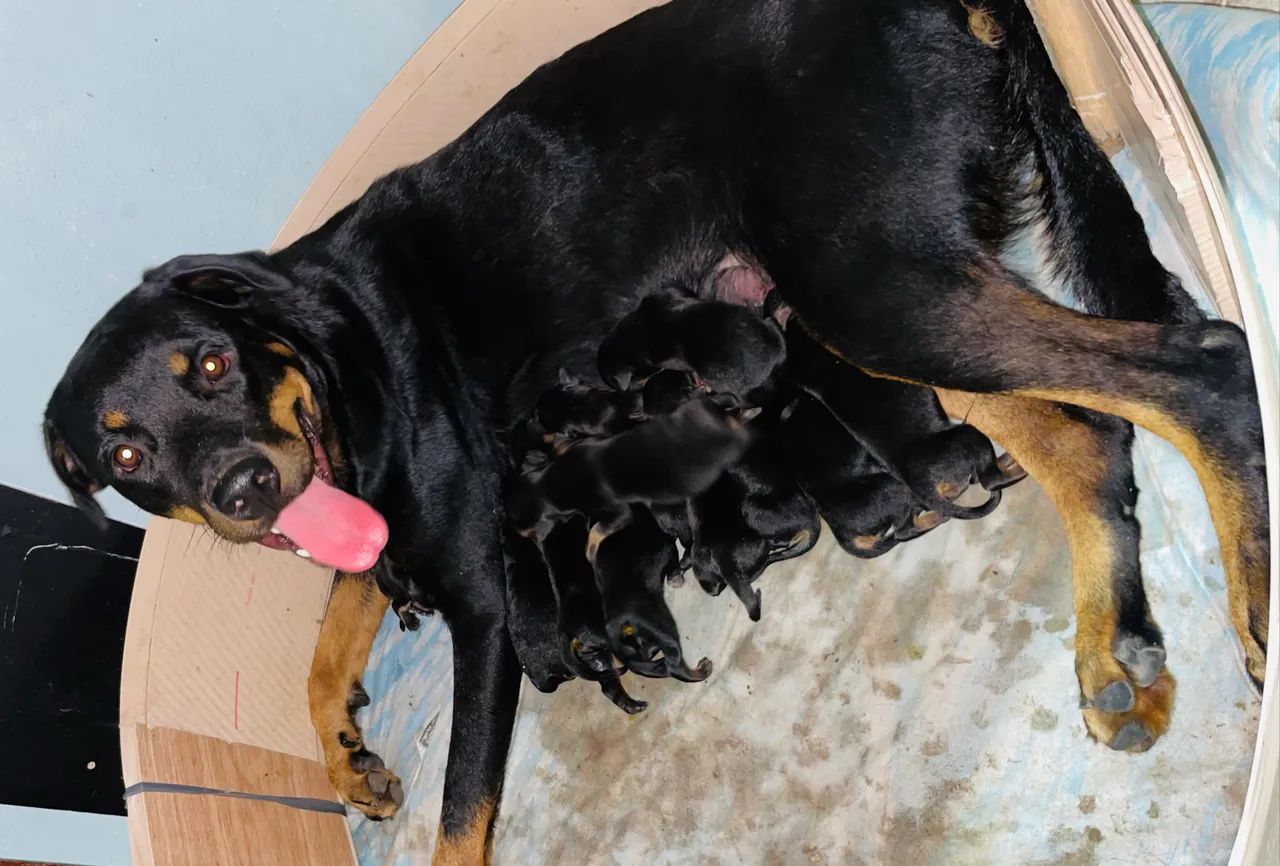 Filhotes de Rottweiler  - Foto 2