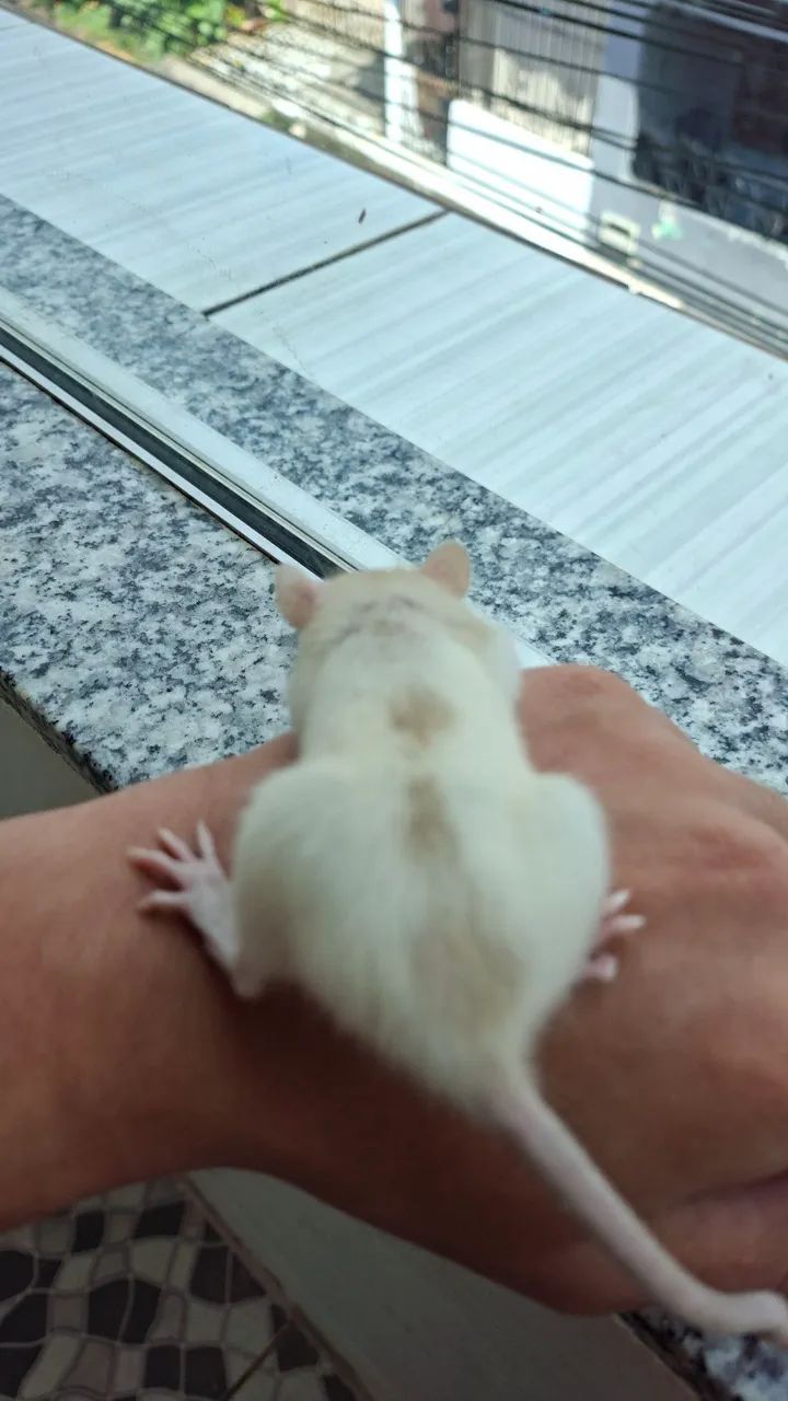 Rato Twitter  - Foto 3