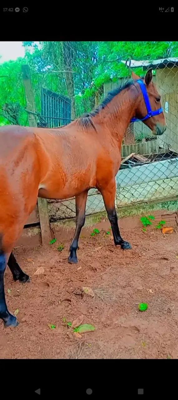 Vendo potro meio sangue QM  - Foto 2