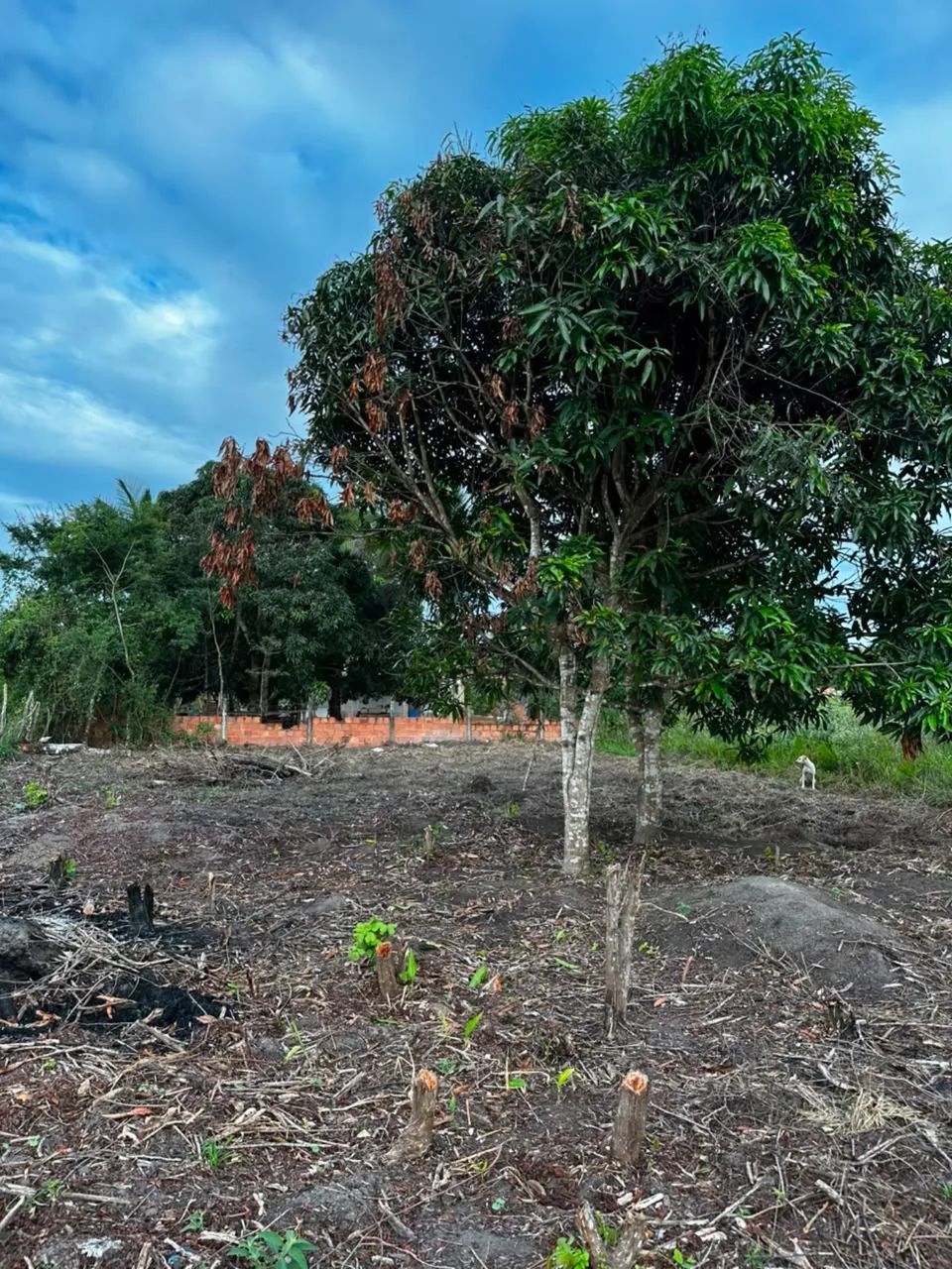 Terreno na colônia sapé ( itaporanga)  - Foto 2