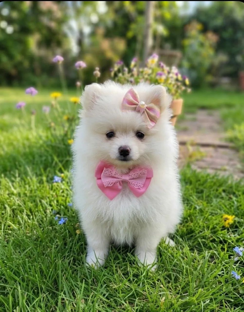 Spitz E shitzu Promoção dia das mães  - Foto 2