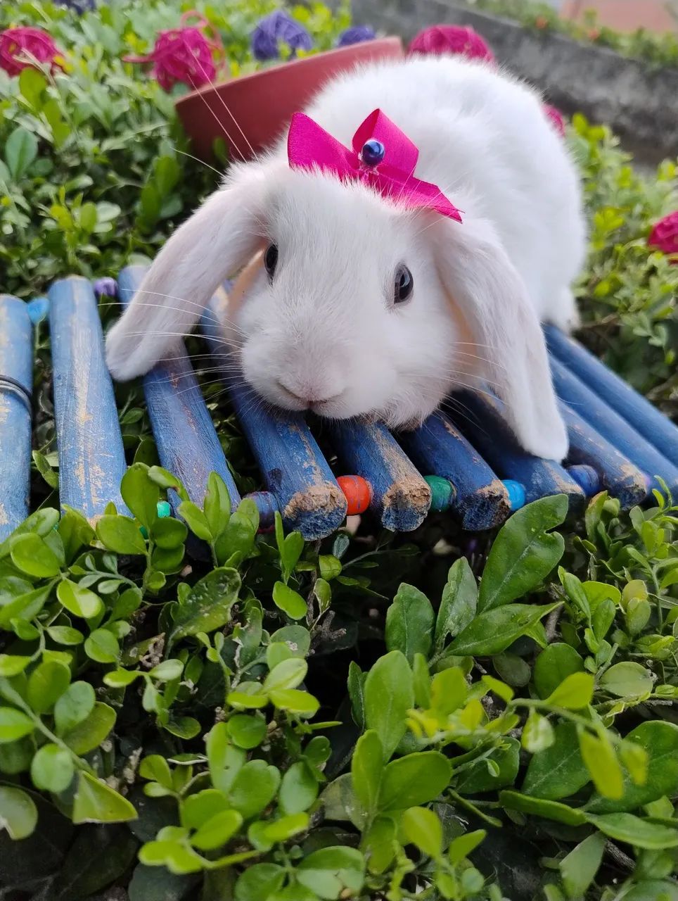 Coelho Mini lop disponível  - Foto 5