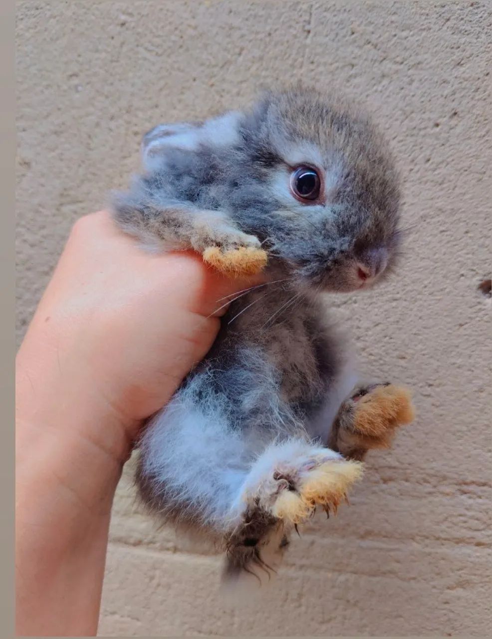 Mini Coelho - Foto 2