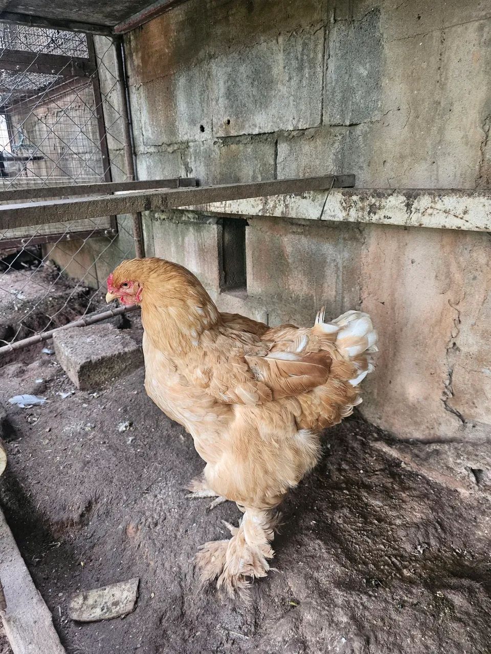 Casal Brahma Lemon  - Foto 2