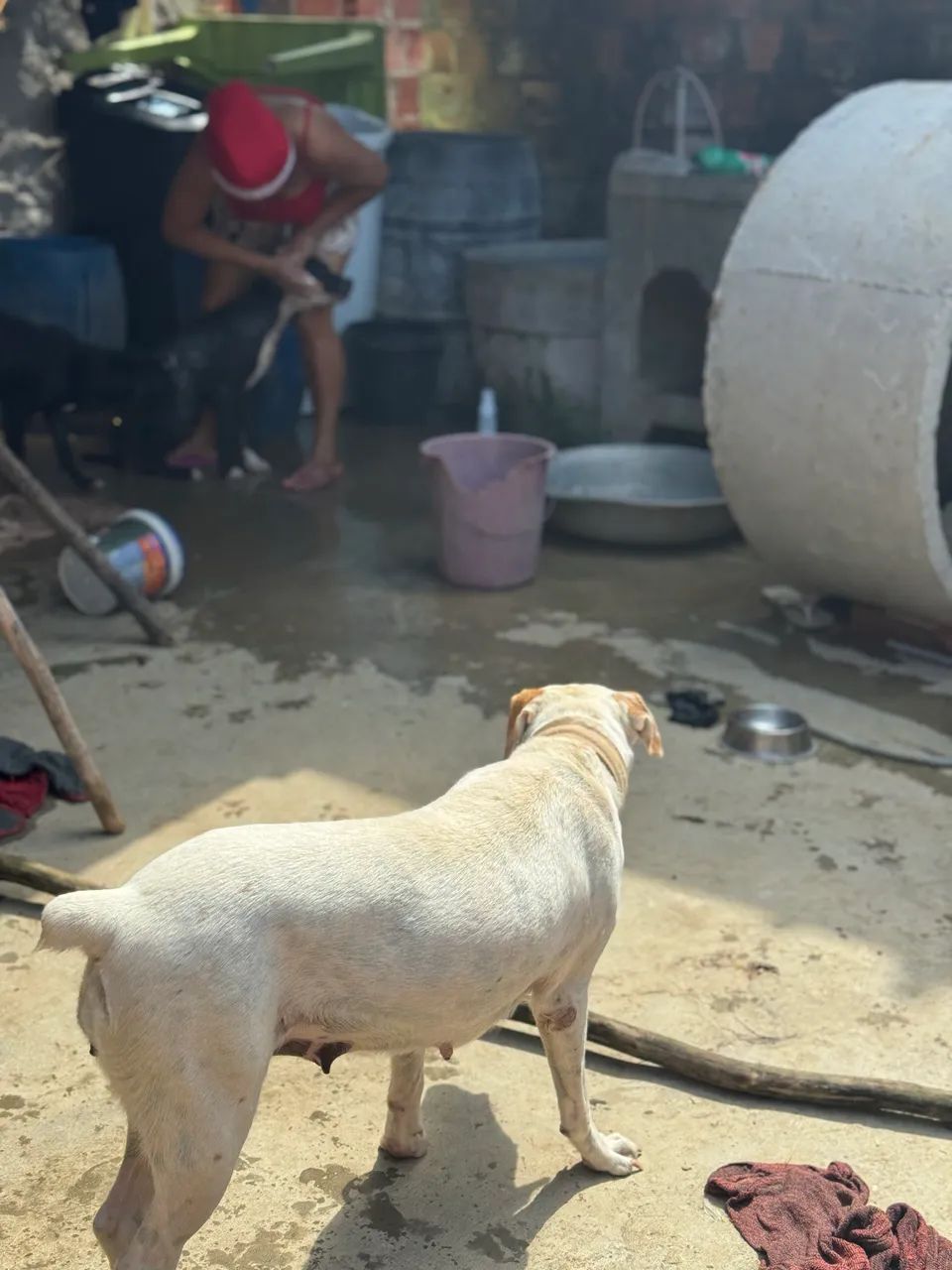 Mestiça com pit bull - Foto 2