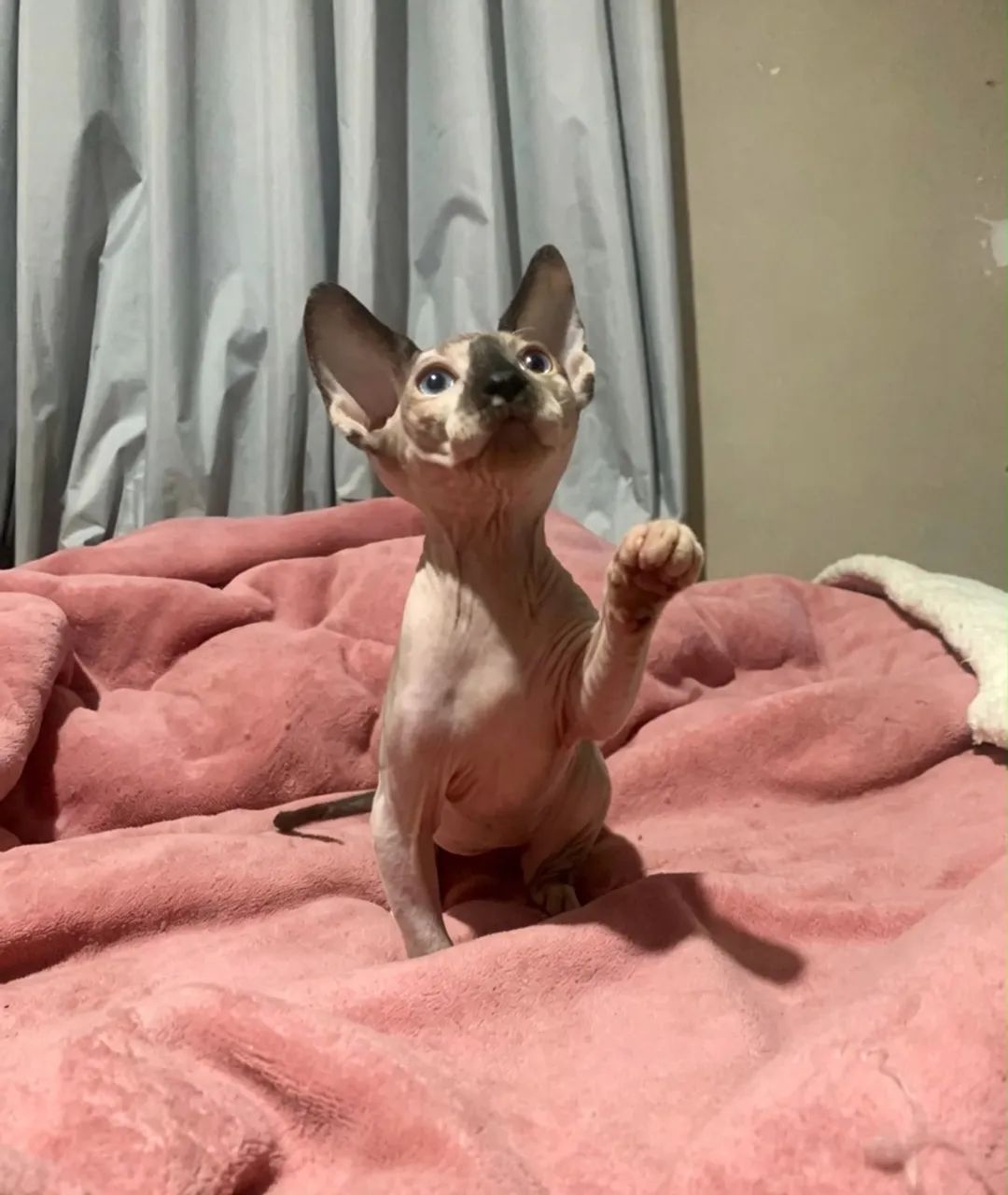 Fêmea sphynx 3 meses - Foto 5