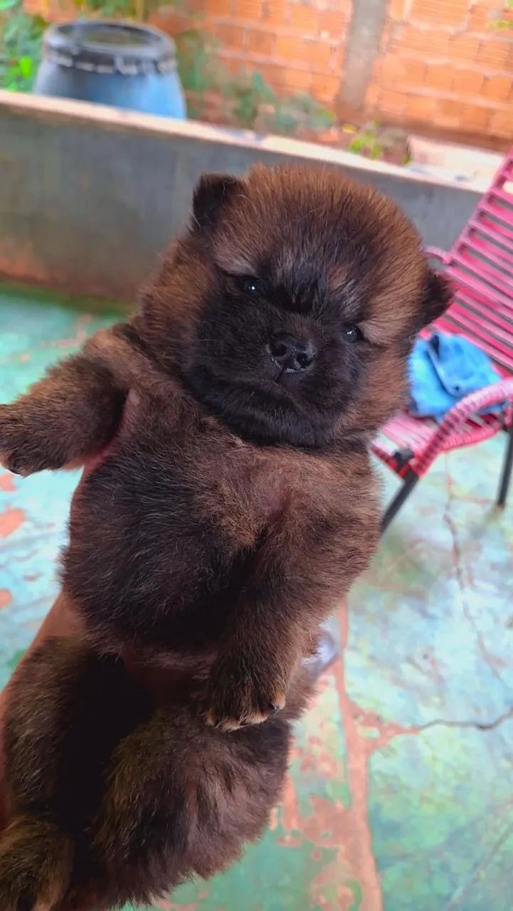 Filhotes de chow-chow 