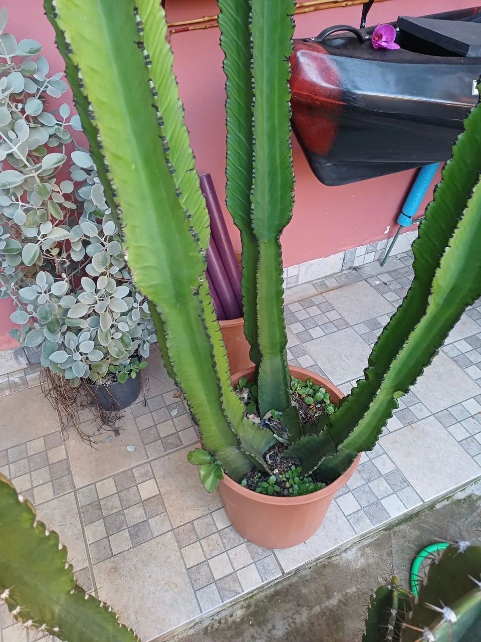 CACTOS MANDACARU BEM FORMADO  - Foto 5