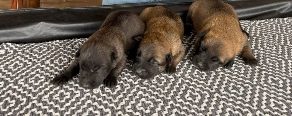 Pastor belga malinois - Foto 3