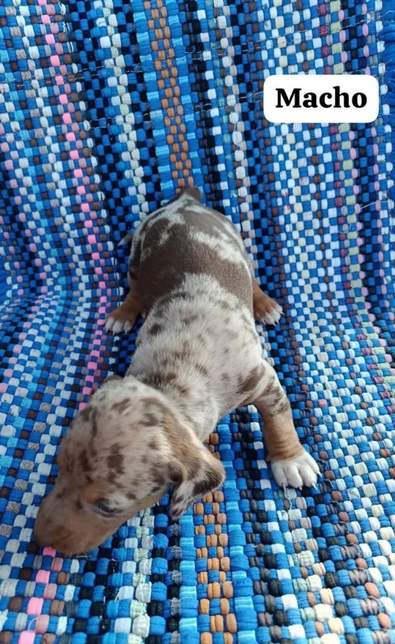 Dachshund