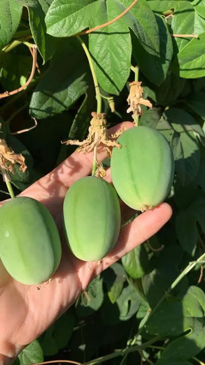 Mudas de Maracujá Pérola do Cerrado