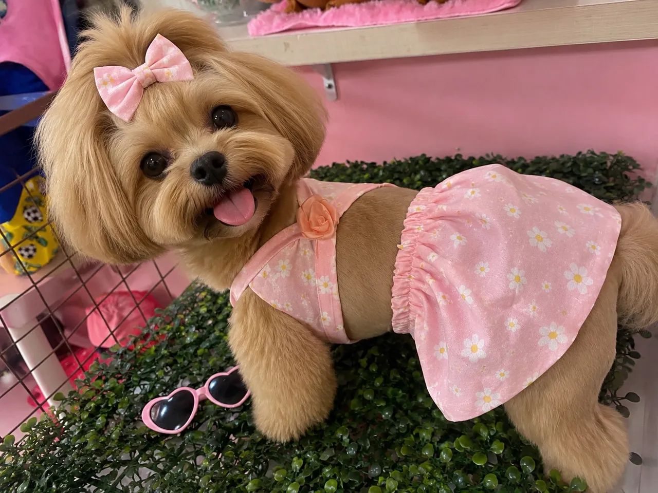 Biquíni pet - Foto 2