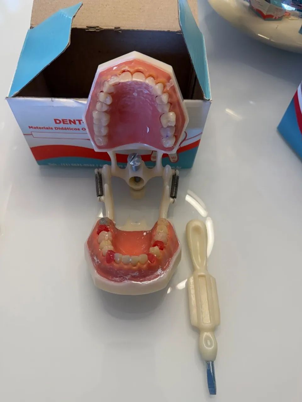 Manequins Odontológicos (Endodontia, Pediatria, Periodontia e Dentística) marca Dent-Art. - Foto 3