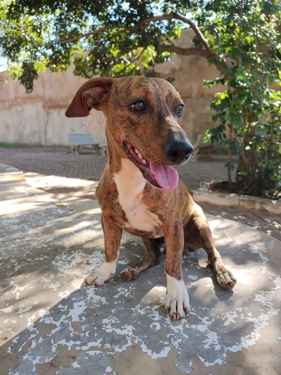 Doação  - Foto 3