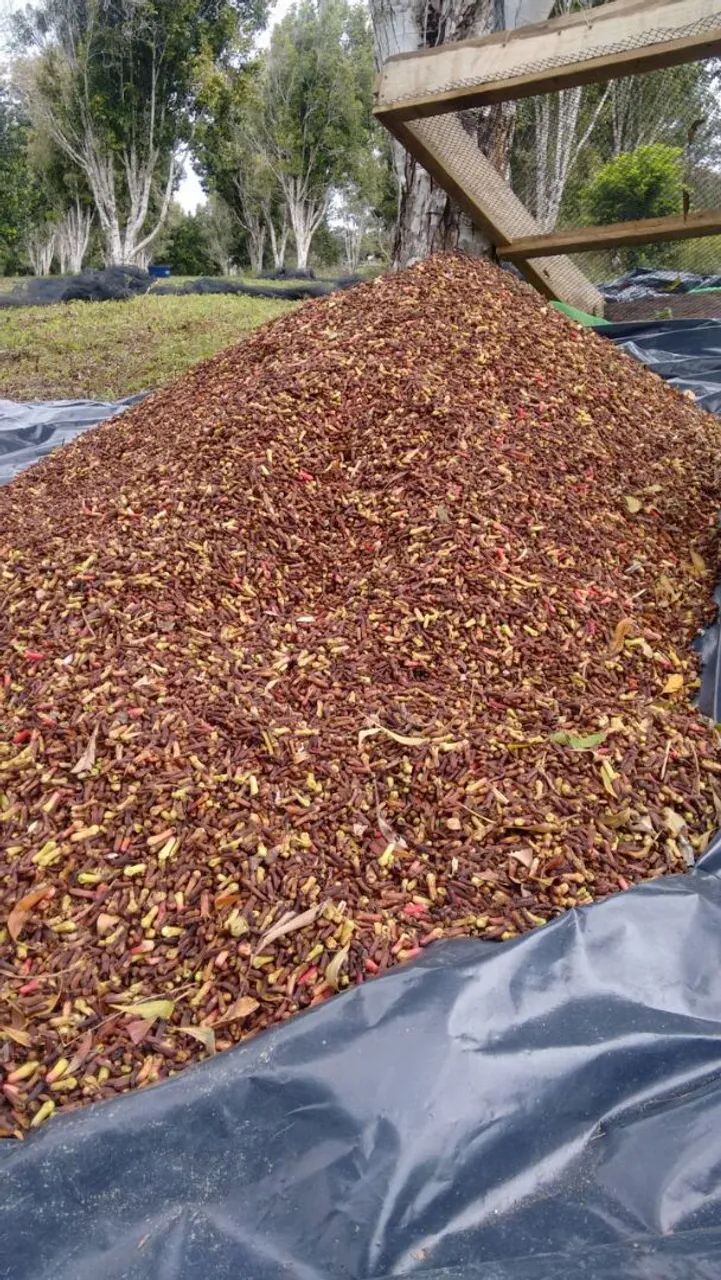 Fazenda Produtiva de Cravo da India - Foto 2